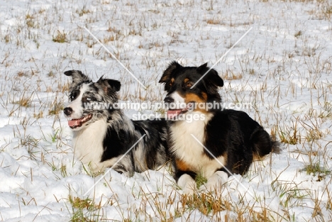 two Australian Shepherd Dogs