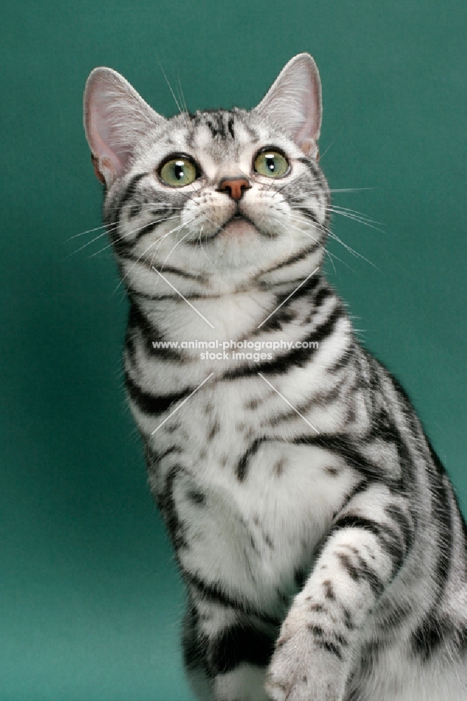 American Shorthair, portrait on green background