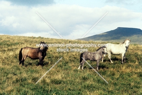 three welsh mountain ponies on the brecon beacons