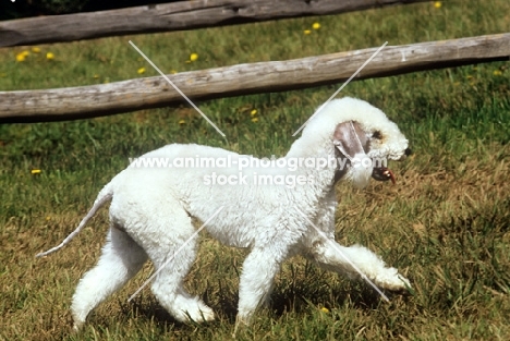 ty ann’s lily of the valley, bedlington terrier in usa striding out happily