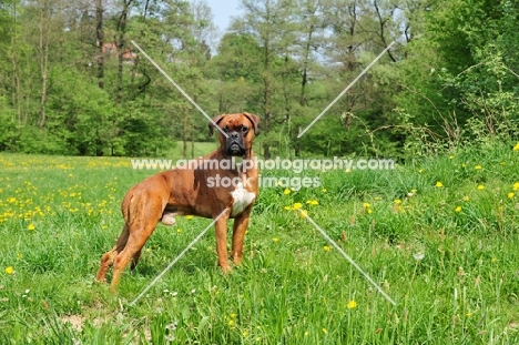 Boxer standing in sunny field