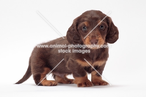 longhaired miniature Dachshund puppy, looking at camera
