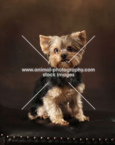 young Yorkshire Terrier