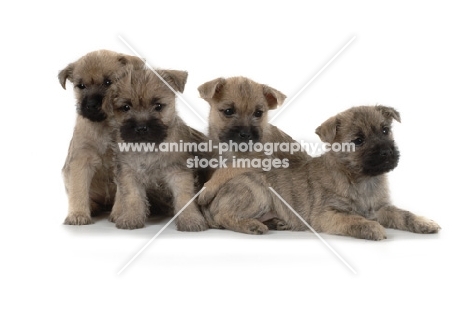 four Cairn Terrier puppies on white background