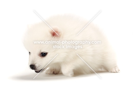 Japanese Spitz puppy in studio