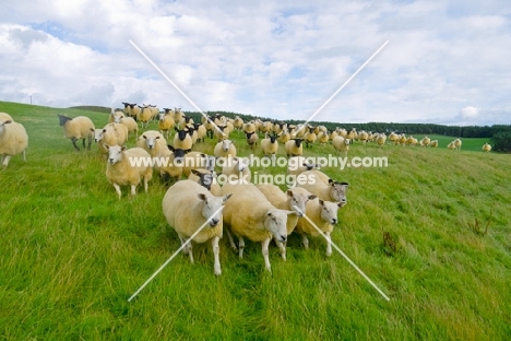 Suffolk and Texel cross ewes