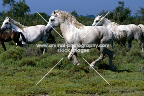 Nuage, Camargue stallion running with mares