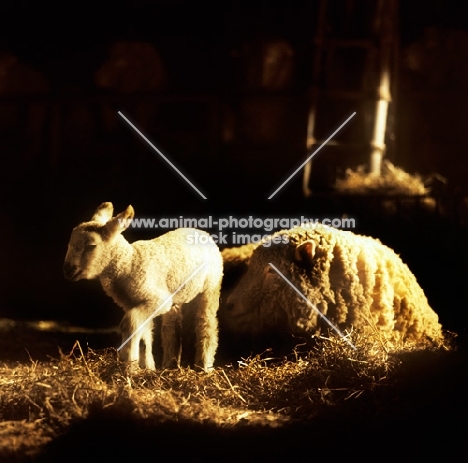 ewe and lamb in a stable, breed of sheep unknown