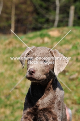silver Labrador puppy, portrait (rare colour)