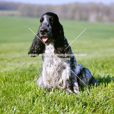 english cocker spaniel in usa sitting in a field