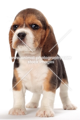 very young Beagle puppy on white background
