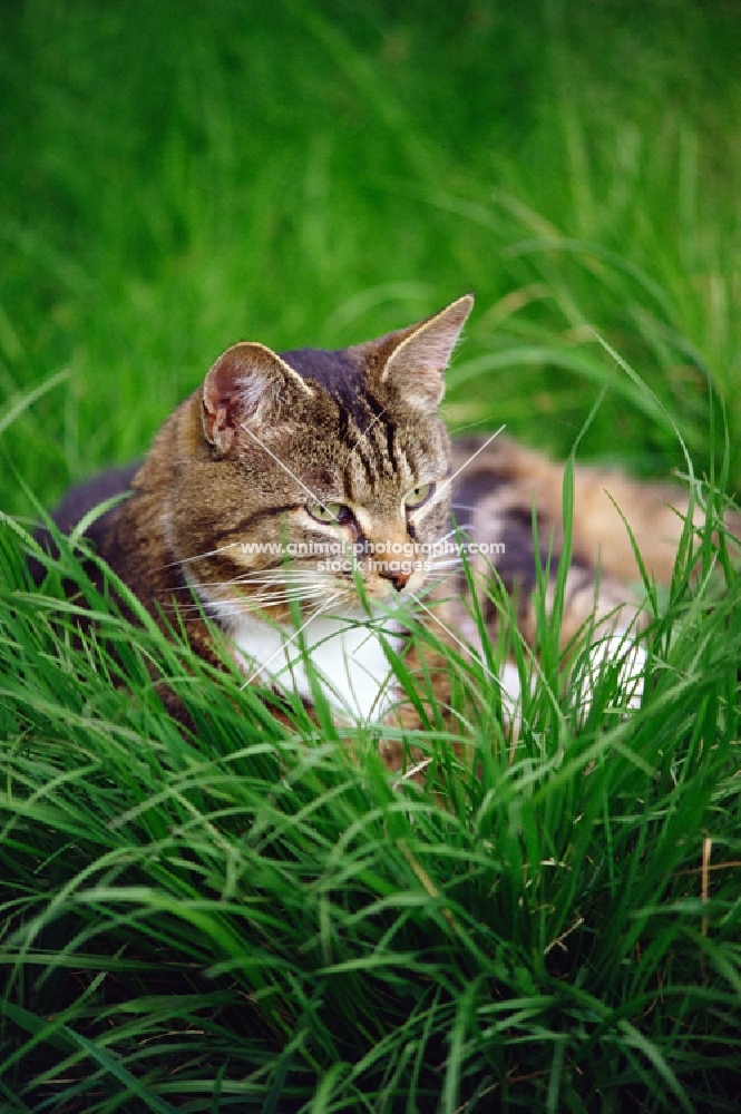 tabby and white cat in long grass