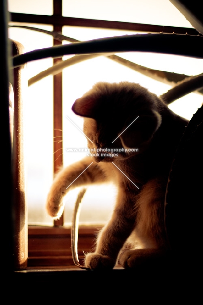 Kitten playing in window