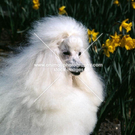 miniature poodle, portrait