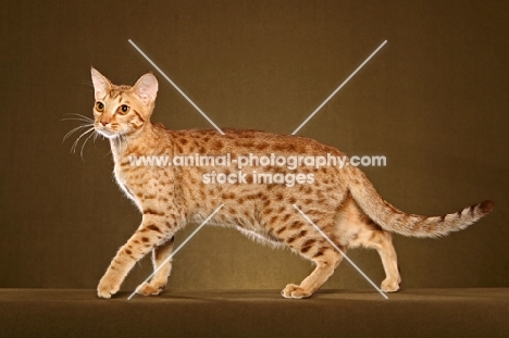 Ocicat side view