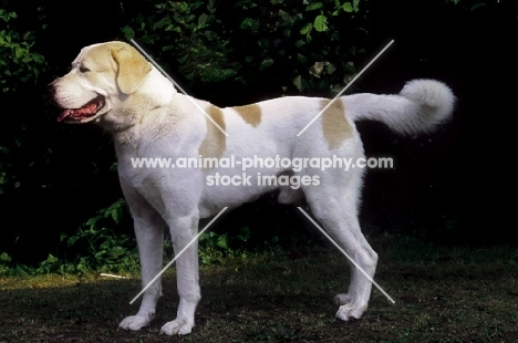 Central Asian Shepherd Dog, (aka Ovtcharka)