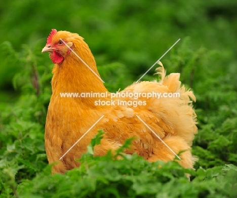 Buff Orpington amongst greenery