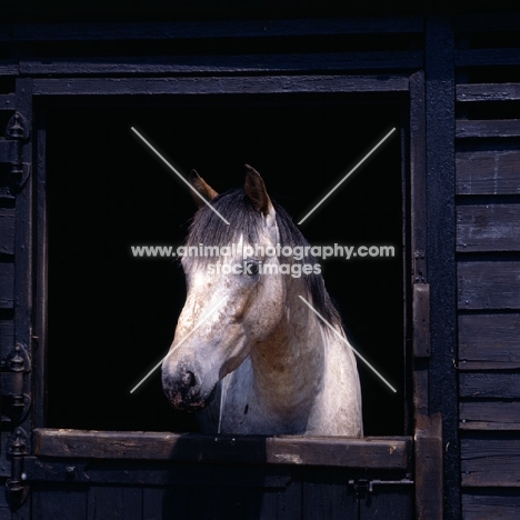 Appaloosa looking out of stable