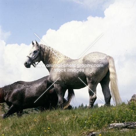 lipizzaner colt at stubalm, piber