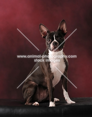 Boston Terrier in studio