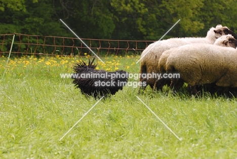 hungarian puli herding