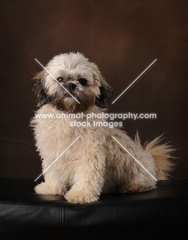 Shih Tzu on brown background