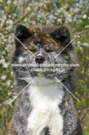 Akita front view, portrait