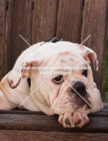 Bulldog lying on bench