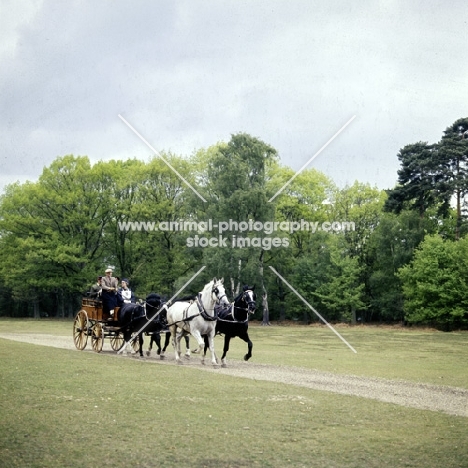 driving a team of four at international grand prix, windsor show 1976