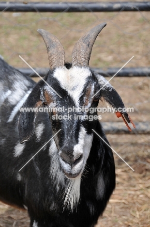 Zulu goat