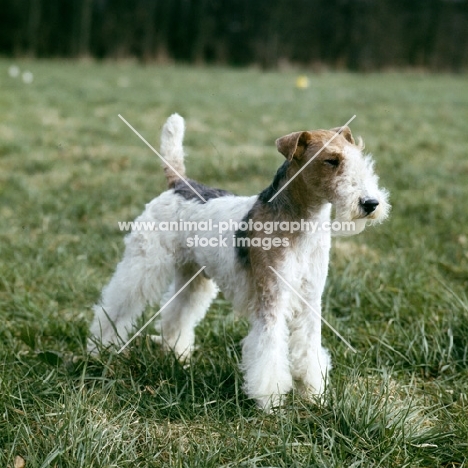 wire fox terrier in a field