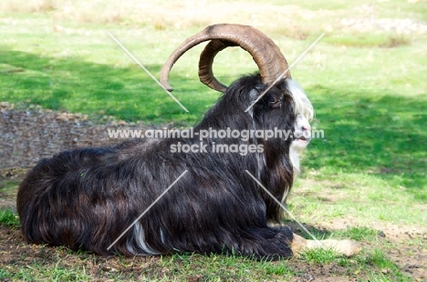 Dutch Landrace goat (aka nederlandse landgeit), lying down