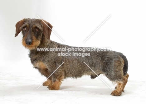 Dachshund Wirehaired on white background, side view