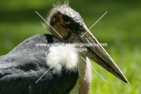 marabou stork portrait