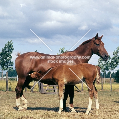 Gelderland old type with foal suckling