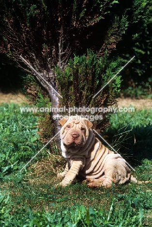 shar pei puppy