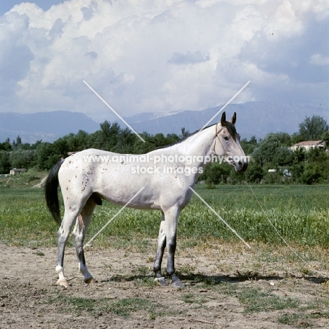 sumbul, lokai stallion with unusually marked coat at  dushanbe