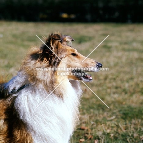 rough collie looking intently