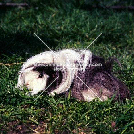peruvian guinea, tortoiseshell and white, on grass