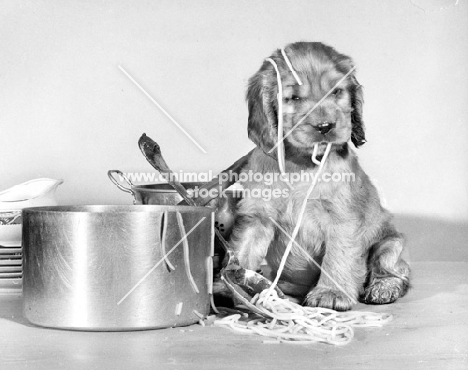 Cocker Spaniel puppy eating spaghetti