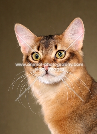 Somali cat, portrait on brown background