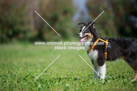 Tricolor australian shepherd puppy