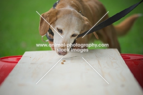 mongrel dog about to eat treat during a training session