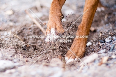 Boxers paws, digging