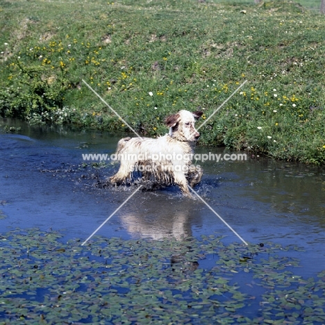 english setter walking in a stream