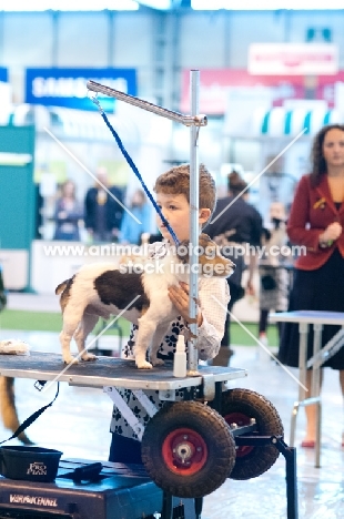 Parsons Russell Terrier with young owner in YKC's Groomer of the year competition at Crufts 2012