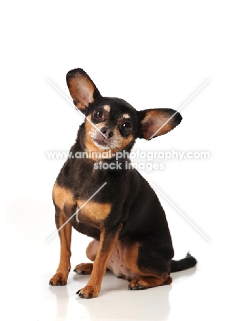Chihuahua dog in studio looking at camera