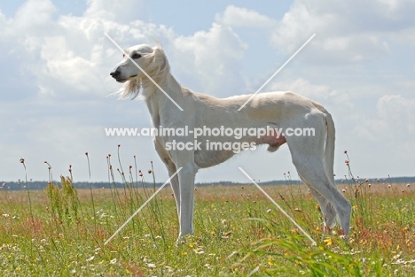 tazy sighthound of the East