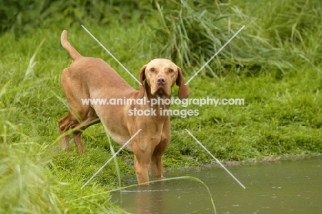 Hungarian Vizsla standing in water