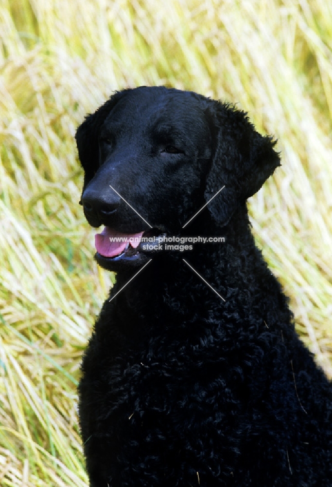 champion curly coat retriever head and shoulder shot